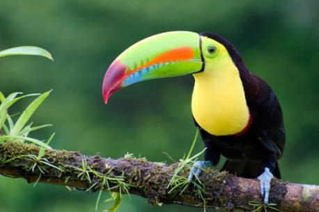 #5 - Toucan: Large and colorful bills (beaks) are the toucan's hallmark. They are usually forest dwellers and non-migratory. And although they are believed to be able to lay 21 eggs max, they are never found in a big flock. These birds can be sold for as much as $10,000. Are you familiar with these toucan facts?