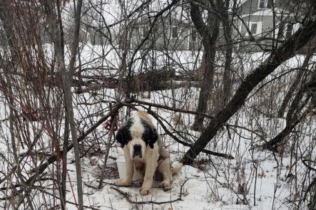 Source: US News. A St. Bernard who ran away from a foster home in Minnesota has been found alive after surviving 17 days in freezing temperatures. Are you familiar with this story?