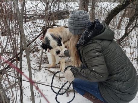 It wasn't the first time Old Lady had been rescued. Davis says she spent a decade at a puppy mill in Wisconsin. Old Lady is frostbitten and malnourished, but rescuers say her vital signs are strong. Have you ever adopted a dog from a puppy mill?