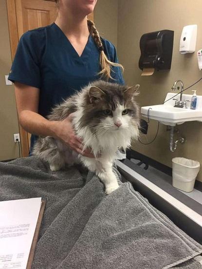 The animal hospital shared the good news on Tuesday morning that Fluffy has made a full recovery and is back at home with her owners. 