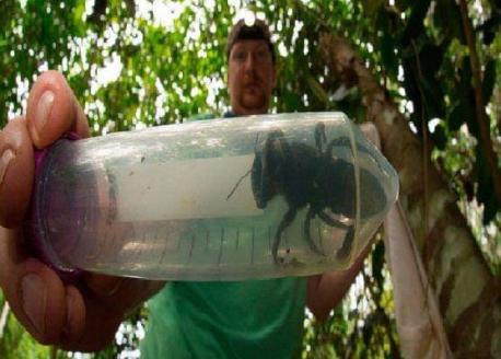 The world's largest bee, last seen by a scientist in 1981, is not extinct after all. A single female was found and documented earlier this year on an Indonesian island, an Australian university and other groups said Thursday. Source: NBC News. Are you familiar with this story?