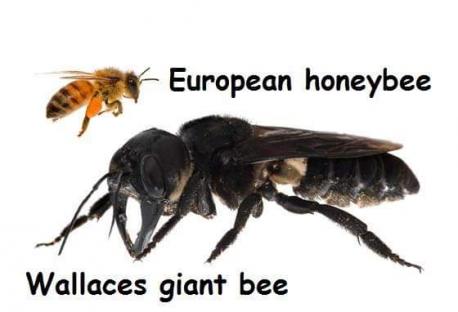 The bee, Megachile pluto, also known as