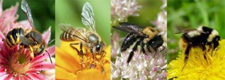 The team found the single female giant bee in a termite nest in a tree and about 8 feet off the ground. Photographer Clay Bolt wrote in an account of the discovery published online Thursday by the group Global Wildlife Conservation in Austin, Texas. The group, which supported the effort, runs a lost species program.