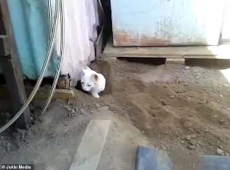 After a few seconds of sniffing, Pelu pokes its head through a tiny hole. Moments later the white cat squeezes its body through the hole and out to freedom.The video then shows the cat greets its furry friend outside the shed before wandering away. Have you ever heard of a rabbit rescuing another animal (or cat) that was in need of help?