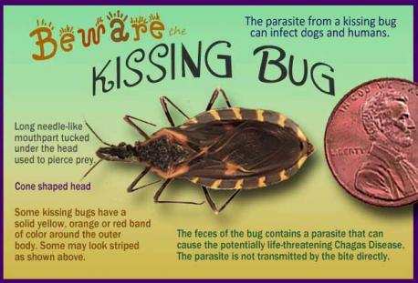 The recent spread of triatomine bugs is not the first time the insects have traveled north. In 2014, the kissing bugs showed up in the southern half of the U.S. The 2018 case in Delaware has been the northernmost case so far. There are 11 species of triatomine bugs across the country. Adult kissing bugs are generally larger than a penny and may have an orange-striped band around the edge of their bodies. The CDC advises against touching or squashing a suspected triatomine bug. Instead, the agency suggests placing it in a container, and then filling it with rubbing alcohol or freezing it. The bug should then be taken to a local extension service, health department or university laboratory for identification. Are you familiar with these facts?