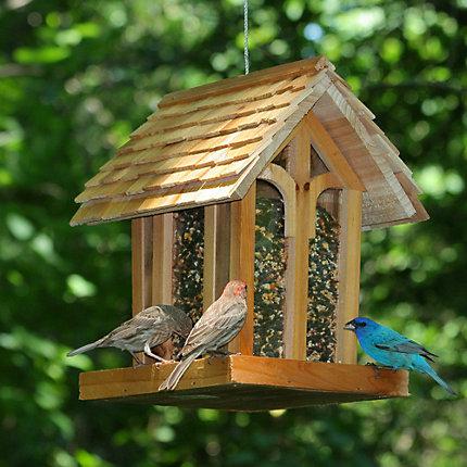 Do you have any outdoor bird feeders?