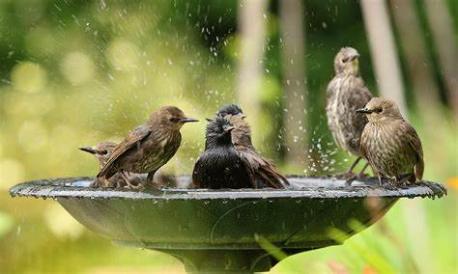 Do you have a birdbath in your yard?