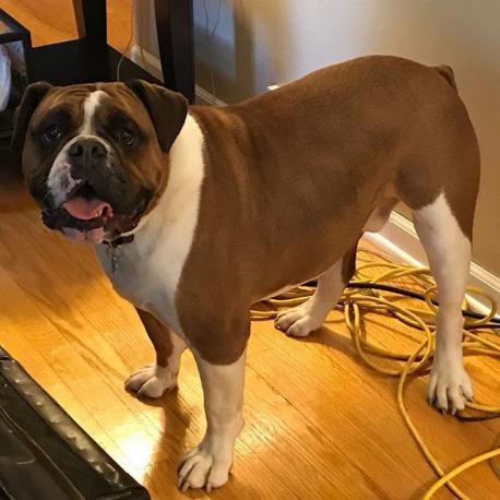Are you familiar with the Bulloxer (bulldog and boxer)? I am a little biased as this one is my dog. You can follow him on instagram @mybulldogbud