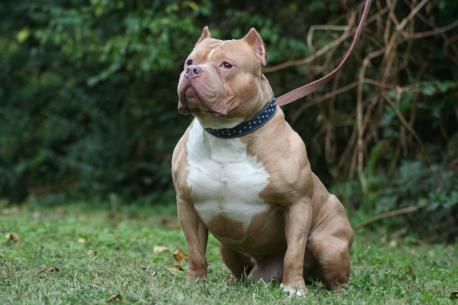 Are you familiar with the Bullypit (bulldog and pitbull)?