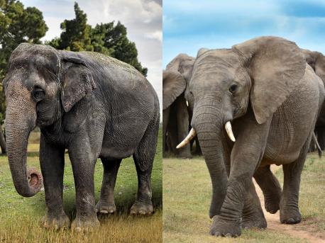 Can you tell the difference between an Asian and African elephant?