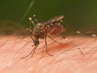 Do you find yourself being bitten by mosquitoes a lot during the warmer months?