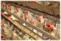 In 2008, California voters passed Proposition 2, the Prevention of Farm Animal Cruelty Act. This act, which took effect on Jan 1, 2015, prohibits inhumanely small cages for egg-laying hens, veal calves, and breeding sows. Were you aware of this proposition?