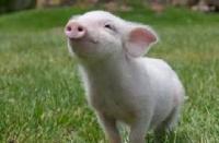 Here are some really strange animal facts. How many of these surprise you? I was completely surprised by all of them to be honest!