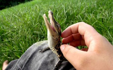 Those living in Florida may have a different opinion (Karylwood?) but aren't these baby crocodiles super cute?