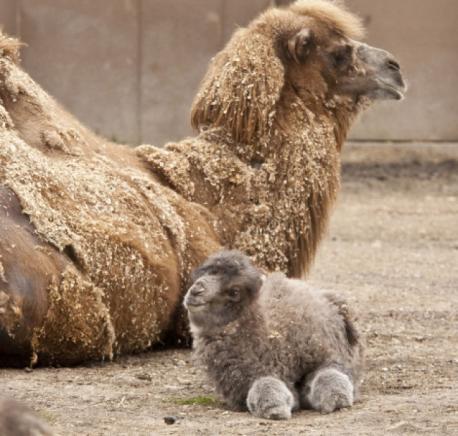 Probably having the adult version of this animal would be very inconvenient. However, the baby camel is quite a cutie. What do you think?