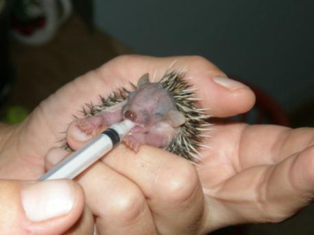 Who could resist this baby hedgehog...does this little guy have you wanting to take him home?