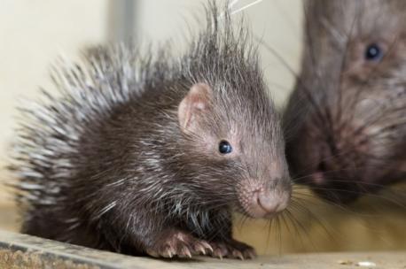 Don't know how many would want the adult porcupine around, but the babies sure are cute! What do you think?