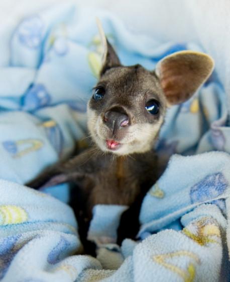 Most of us have see the adult version in the zoo or on TV. But really just how cute is this baby kangaroo?