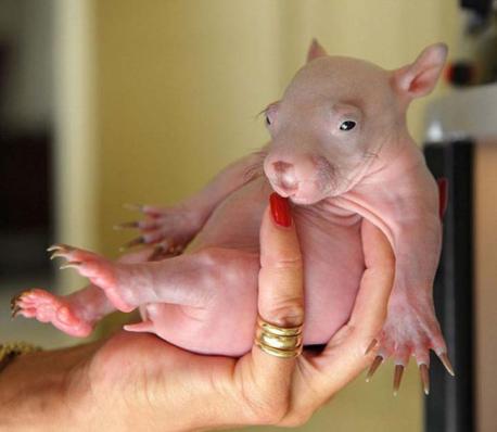 How can you resist this baby wombat? Doesn't it look like a real baby (at least the body)?