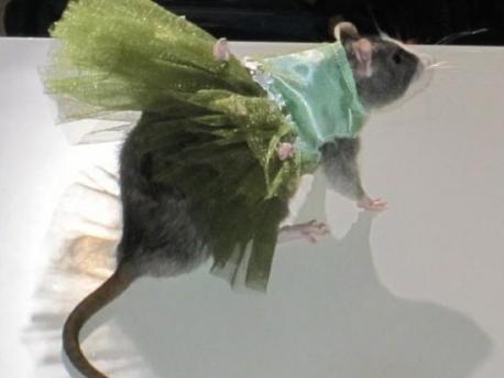 In 2011, New York hosted the very first (and last?) rat fashion show at the Fancy Rat Convention, complete with rats in designer tutus, tuxedos, wedding dresses and other rat finery. Pet fashion designer Ada Nieves showed off her collection which sells for around $80 each. Would you ever imagine that such an event would take place?