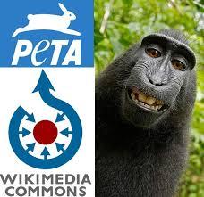 Monkey See, Monkey Do, Monkey Sue... | Tellwut.com