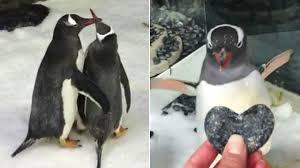 If you've been keeping up on your Australian penguin gossip blogs (of course, you have!), then you already know about Sydney's hottest new celebrity couple, 