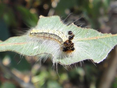 One species of caterpillar, the gum leaf skeletonizer (Uraba lugens), dons a 