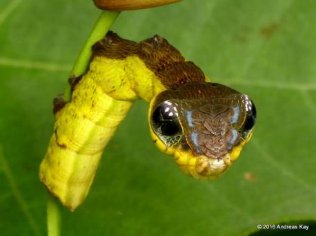 Just like some of prefer the scarier costumes, so do some insects. The larval form of the tropical moth Hemeroplanes triptolemus falls into that category. It is a harmless caterpillar, but when threatened does a compelling impersonation of a snake. Do you think this one would win the scary costume contest in the insect world?