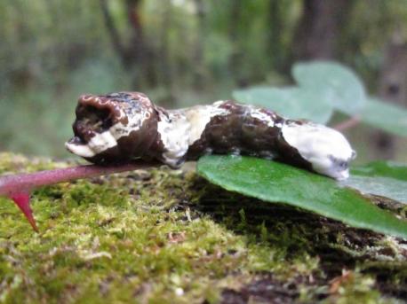 This giant swallowtail caterpillar is hidden in plain sight. Caterpillars can try to avoid predatory birds by masquerading as bird droppings. There are very few larger organisms that feed on bird feces, so this disguise is a useful strategy to avoid being eaten. It is such an effective disguise, in fact, that many species are known to use this strategy, including many species of charismatic swallowtail butterflies. Admit it, did you have a hard time seeing a caterpillar in this photo?