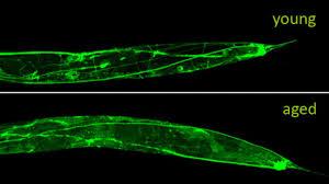 The worms, known as C. elegans, are so small they can only be seen under a microscope but they're surprisingly similar to humans. Scientists are hoping they'll help them understand some of the changes to an astronaut's body when they're in space and unearth the secrets to how our bodies age on earth. Researchers expect a tenfold increase in the worm population. It turns out their muscles are similar to ours in structure and function, making them perfect lab substitutes, said lead scientist Timothy Etheridge of the University of Exeter in England.Do you find this fascinating?