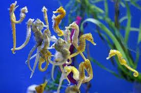 While most of us were busy saying goodbye to 2018, Toronto's Ripley's Aquarium staff were saying hello to the newest members of their aquatic family. Ripley's Aquarium Canada proudly announced the birth of a herd of lined seahorses Tuesday – the aquarium's own New Year's Day babies. Seahorses are one of the few species where the males bear the unborn young, carrying up to 2000 babies in a pouch on their stomachs. Pregnancy can last between 10 to 25 days depending on the species. Did you know this interesting fact about seahorses?