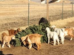 If you haven't already disposed of your holiday-themed pine tree, think about giving it to your local herd of goats.​ Turns out, goats are fantastic Christmas tree recyclers, who are more than happy to dispose of your tree. In fact, the tough and coarse needles are perfect for our goat friends, who thrive on a diet of roughage. Not only can goats eat Christmas trees, but chickens will enjoy either nibbling or playing with the pine needles and branches. ... If you live in an area that doesn't get very cold, the chickens will find insects among the tree branches too. Of course, first safely remove all decorations! Have you ever given your Christmas tree to either goats or chickens?