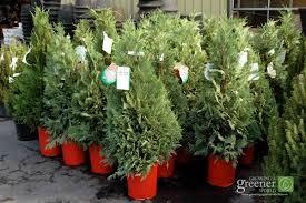 Living Christmas trees that come with their roots intact can, of course, be planted and enjoyed for many years. Pack the earth ball containing the roots in a bucket with sawdust, potting soil or other mulch. Keep the soil continually moist. Plant outdoors as soon as possible after Christmas. Have you ever had a living Christmas tree?