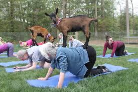 The benefits of yoga include increased flexibility and strength; decreased stress hormone levels; improved respiratory, cardio and circulatory health; and much more. It's a great practice that brings mindfulness and a sense of calm to your busy life as a result of its cardiovascular benefits. Lowering your blood pressure and improving your lipid profiles are two cardiovascular benefits from yoga that lead to stress-relief. While throwing in snakes may potentially increase your stress hormone levels (I know it would do that to me), there are many other forms of yoga that offer additional health benefits. Have you tried any of these yoga styles?