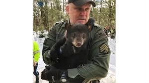 A portion of a Massachusetts highway was shut down this week, while state wildlife officials moved a family of bears that had set up a den in the median. State police shut down a stretch of Route 2 in Templeton on Thursday morning while state environmental police tranquilized the mother bear and relocated her and her cubs to a safer location in a nearby state forest. Authorities say the bears had to be moved as a precaution to ensure their own safety as well as the safety of motorists. Route 2 is a four-lane highway in that area and was shut down for about 45 minutes. Have you ever encountered a road being closed so wildlife can be safely moved?