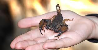 Forget snakes on a plane! How about a scorpion on a plane? A woman on an Air Transat flight from Toronto to Calgary on Feb. 26 was startled when she was stung by a scorpion shortly before the plane landed. The airline didn't say how, or where, the scorpion likely got on the plane. Although very shaken by the incident, the woman, who is a student studying in Alberta, said she will not stop travelling. but definitely will check under her seat in the future. Have you ever found or seen anything really strange on a plane?