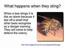 A 51-year-old man died last Sunday after he was repeatedly stung by a swarm of bees as he attempted to remove a hive from a couch in his backyard. Epigmenio Gonzalez, of Yuma, had gone out to his backyard that evening to remove the beehive from the old couch