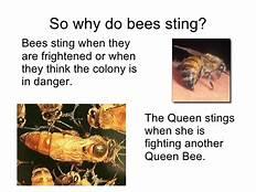 Last fall, a Texas couple was stung over 600 times after encountering honeybees outside their home. Vern Roberts got the brunt of the attack while mowing the lawn. He said he was stung on his ears, mouth and down his throat by the bees. His wife, Mary, ran out to help, only to endure several bee stings herself. Do you have a fear of bees stinging you?