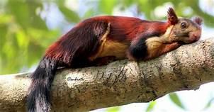Squirrel Of A Different Color