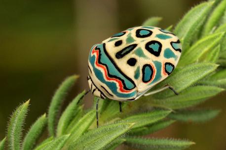 African art had a powerful influence on Picasso, so did Picasso influence African insects? Otherwise known as the Zulu Hud Bug, this colorful shield-backed creature is often mistaken for a beetle. Its geometric design helps it blend into its surrounding and is meant to warn off predators. Full grown Picassos are only around 8 millimeters long and live in tropical Africa from Ivory Coast to Ethiopia. Do you admire the intricate patterns on these tiny little bugs?
