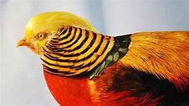 In nature, perhaps nothing quite lives up to the colorful and unique designs of the bird kingdom. How many of these gorgeous birds have you ever seen?
