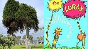 The tree that is believed to have inspired Dr. Seuss' children's book The Lorax has toppled over. Dr. Seuss (Theodor Geisel) was inspired by the unique Monterey Cypress tree in La Jolla, California where he lived from 1948 until his death in 1991. The Lorax was published in 1971 and is a tale of environmental destruction where the Lorax attempts to prevent the Tuffula trees from clear-cutting and highlights the dangers of corporate greed. The tree was between 80 and 100 years. Have you ever read The Loax?
