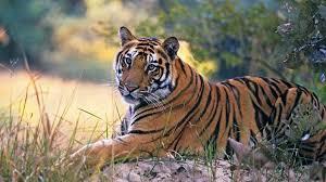 The good news is that on International Tiger Day, the four-year tiger census report, known as 