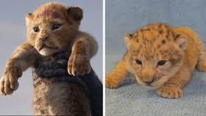 Meet Bahati, The Lion Cub Used As The Model For Simba In New 