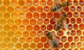 How many of these honey bee facts (or even general bee facts) do you know?