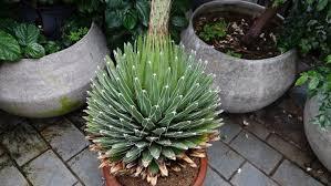 It's an event that literally happens once in a lifetime. The Queen Victoria agave at Carleton University in Ottawa, Canada, is due to bloom any day now — for the first and last time in its roughly 30-year life. The agave comes from Mexico, and flowers once in its lifetime, then it dies completely, with some living up to 50 years before flowering. It's also unknown exactly how the school came into possession of the agave, which is uncommon in Canada. Many of the greenhouse's flora were inherited from Expo 67 in Montreal, so it is possible that was where it came from. Regardless of how it came to Ottawa, it is surely attracting a huge crowd who are anticipating the once-in-a-lifetime event. Have you ever heard about this unusual plant?