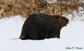 So, even though bears do not actually hibernate in the true sense, they are not alone. The list of animals who hibernate is extensive, but these animals actually do not hibernate. Which of these did you know do not actually hibernate?
