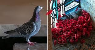 Staff at the Tomb of the Unknown Soldier in Canberra, Australia finally discovered why so many poppies were missing when they spotted a pigeon's new home near a stained glass window at The Australian War Memorial. The pigeon had been 