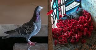 Patriotic Pigeon Builds Nest Out Of Stolen Poppies