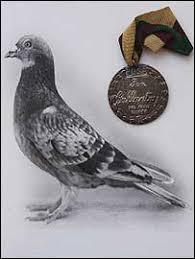 The PDSA Dickin Medal was instituted in 1943 in the United Kingdom by Maria Dickin to honour the work of animals in World War II. 32 messenger pigeons have received the award, as well as 34 dogs, four horses and a cat. Do you like the idea that animals receive awards for their historic contributions during wartime?
